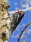 Red naped Sapsucker